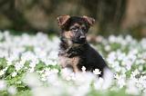BERGER ALLEMAND 1077
